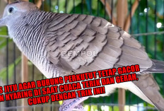 Tips Jitu Agar Burung Perkutut Tetap Gacor dan Nyaring di Saat Cuaca Terik dan Gerah, Cukup Dengan Trik Ini!