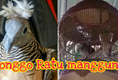 Inilah Daya Tarik Perkutut Songgo Ratu, Bikin Dagangan Laris Manis?