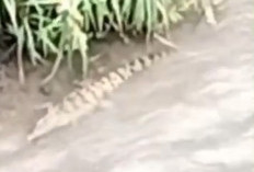GEGER! Buaya 3 Meter di Tepian Sungai Lematang Ulak Lebar Lahat, Evi Fitriyanti: Warga Dihimbau Jauh Dulu
