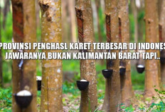 10 Provinsi Penghasl Karet Terbesar di Indonesia, Jawaranya Bukan Kalimantan Barat Tapi..