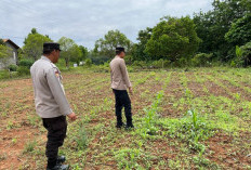 Dukung Ketahanan Pangan Lokal, Kapolsek OKU Timur Tinjau Langsung Penanaman Jagung