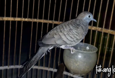 Inilah Ciri Mathi Perkutut Banyu Panguripan, Jauhkan Penyakit dan Bikin Awet Muda