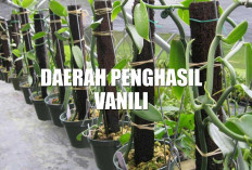 5 Kota Penghasil Vanili Paling Banyak di Indonesia, Kualitasnya Diincar Dunia, Tapi Masih Jarang Dikenal!