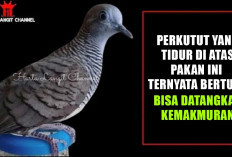 Jangan Remehkan Perilakunya! Perkutut yang Tidur di Atas Pakan Ini Ternyata Bertuah, Bisa Datangkan rezeki