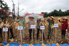 Polres dan Pemkab Lahat Panen Jagung Serentak Kuartal IV Tahun 2025, Ini Buktinya 