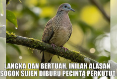 Langka dan Bertuah! Inilah Alasan Sogok Sujen Diburu Pecinta Perkutut