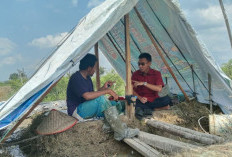 Cawabup OKU Timur Blusukan, Tinjau Alih Fungsi Lahan Sawah Petani Jadi Ini