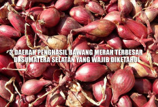 3 Daerah Penghasil Bawang Merah Terbesar di Sumatera Selatan yang Wajib Diketahui