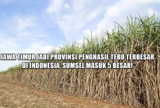 Jawa Timur Jadi Provinsi Penghasil Tebu Terbesar di Indonesia, Sumsel Masuk 5 Besar!