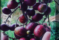 6 Buah-buahan di Musi Rawas Utara Paling Banyak Disukai, Nomor 5 Mirip Kelengkeng, Penasaran? Mari Kita Simak!