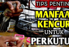 Inilah Manfaat Kencur Untuk Kesehatan Burung Perkutut, Pengobatan Tradisional dengan Rempah