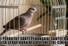 5 Burung Perkutut Sakti Penangkal Santet dan Bisa Serap Aura Negatif, Ini Ciri-cirinya!