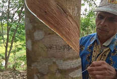 Inilah Penyebab Mengapa Sumatera Selatan Bisa Menjadi Raja Karet di Indonesia, Ternyata Rahasianya...