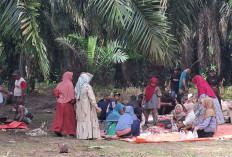 Warga Kemas Daging Kurban di Kebun Sawit, Suasana Kebersamaan dan Gotong Royong Makin Kerasa
