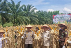 Perwakilan Kejari Banyuasin Ini Hadir di Panen Raya Bersama, Siapa Mereka