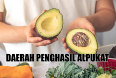 Tembus Ratusan Ribu Ton! Inilah 5 Daerah Penghasil Alpukat Terbanyak di Indonesia