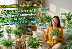 Bukan Sekadar Mempercantik! Ini 6 Tanaman Hias yang Sanggup Menyulap Racun Udara Rumah Menjadi Oksigen Murni