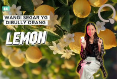 5 Rekomendasi Parfum Lemon Lokal Terbaik: Wangi Mewah, Harga Ramah!