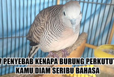 Dari Stress Sampai Salah Jemur! Ini 7 Penyebab Kenapa Burung Perkutut Kamu Diam Seribu Bahasa