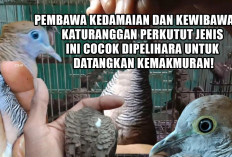 Aura Tenang, Wibawa Naik, Rezeki Mengalir! Ini 4 Perkutut Katuranggan yang Dipercaya Bisa Datangkan Kemakmuran