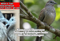 Mengenal Perkutut Katuranggan Guruku Jati Diri, Kicaunnya Dipercaya Sebagai Ketenangan batin dan Keberuntungan