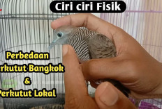 Pecinta Burung Wajib Tau! Inilah 5 Perbedaan Perkutut Lokal dan Bangkok