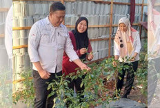 Program MACAK Sukses, Warga Jarai Tak Perlu Beli Cabe Lagi