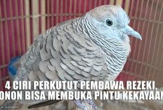 4 Ciri Perkutut Pembawa Rezeki, Konon Bisa Membuka Pintu Kekayaan!