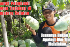 5 Daerah Penghasil Mangga Terbesar di Sumatera Selatan, Juaranya Bukan Muba Apalagi Oku Timur, Melainkan...