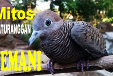 Elegan dan Penuh Makna, Begini Daya Tarik Perkutut Katuranggan Cemani yang Bikin Kagum Pecinta Burung