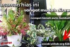 5 Tanaman Hias yang Cepat Besar, Cocok Buat Kamu yang Gak Sabaran!