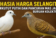 Rahasia Harga Selangit! Perkutut Putih dan Pancuran Mas Jadi Buruan Kolektor