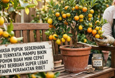 Gak Nyangka! Cuma Pakai Pupuk Ini, Pohon Buah Mini (Tabulampot) Cepat Berbuah dan Super Lebat