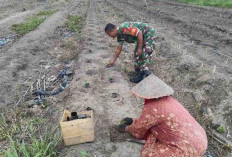 Babinsa Serka Irfan Mendorong Petani Cabai Desa Batu Betumpang Menuju Swasembada Pangan