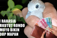 Cuma Orang Tertentu yang Punya! Ini Rahasia Perkutut Rondo Semoyo Bikin Hidup Mapan