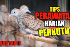 Rahasia Kicau Mania! Ini Tips Perawatan Bulu Perkutut agar Sehat, Kinclong dan Anti Kusam
