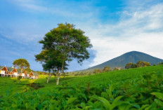 Bukan Hanya Dempo, Inilah 5 Gunung yang Ada di Sumatera Selatan, Cocok Buat Pendaki Pemula!