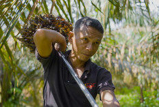 Akses Jalan Topang Ekonomi Masyarakat Lubuk Tampang Angkut Hasil Kebun dari Hutan, Ini Penampakannya 