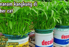 Tips Menanam Kangkung Hidroponik Via Ember Bekas, Jadikan Libur Akhir Tahun Hasilkan Cuan