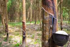 5 Daerah Penghasil Karet Terbesar di Sumatera Selatan, Nomor Buncit Tetangga Palembang