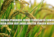 Bukan Belitang! 4 Daerah Penghasil Beras Terbesar di Sumsel Ini Diam-Diam Jadi Andalan Stok Pangan Nasional