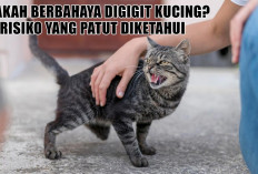 Apakah Berbahaya Digigit Kucing? Ini Risiko yang Patut Diketahui dan Cara Penanganannya