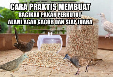 Rahasia Suara Emas! Ini Cara Praktis Membuat Racikan Pakan Perkutut Alami agar Gacor dan Siap Juara