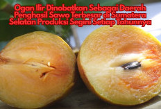 Ogan Ilir Dinobatkan Sebagai Daerah Penghasil Sawo Terbesar di Sumatera Selatan, Produksi Segini Setiap Tahun