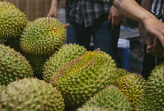 5 Daerah Lumbung Durian Terbesar di Sumatera Selatan, Pemuja Durian Merapat