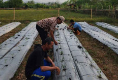 Inovasi Pertanian, Dinas TPHP Lahat Ubah Lahan Kodim Jadi Ladang Cabe Super, Ini Buktinya