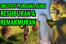Mengulas Perkutut Katuranggan Samber Nyowo, Burung Legendaris yang Dianggap Membawa Aura Khusus