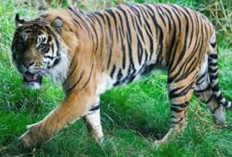 Ada 9 Subspesies Harimau di Dunia 3 Milik Indonesia, Sayang 2 Sudah Punah
