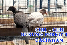 SIMAK! Cara Mengatasi dan Mencegah Burung Perkutut Cacingan