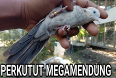 Mengagumi Keindahan Perkutut Mega Mendung, Inilah 5 Ciri dan Keistimewaannya!
